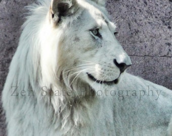 White Lion Photograph Animal Photography Art Prints Lion Wall Art Rare White Lion Wall Decor Unframed Print Framed Photography Canvas Print