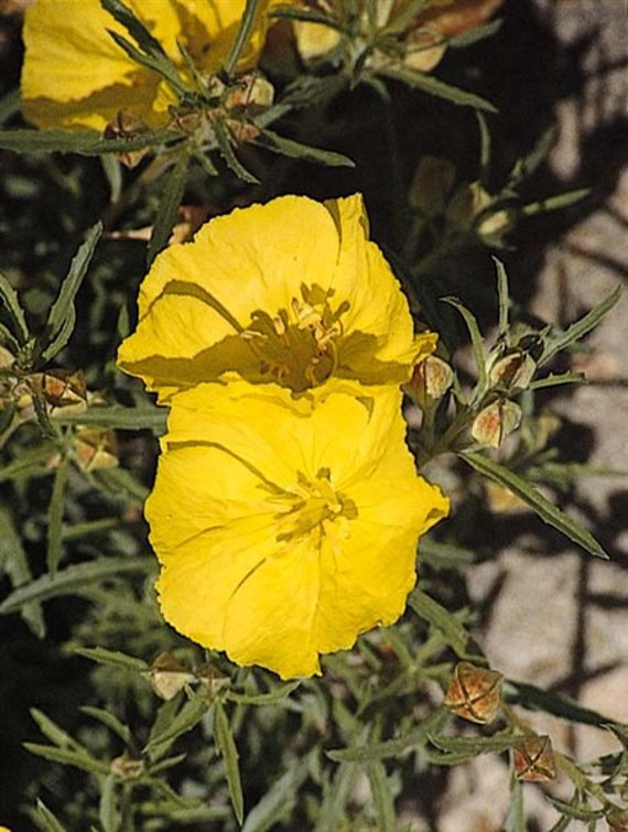 Hardy Perennial Common Evening Primrose