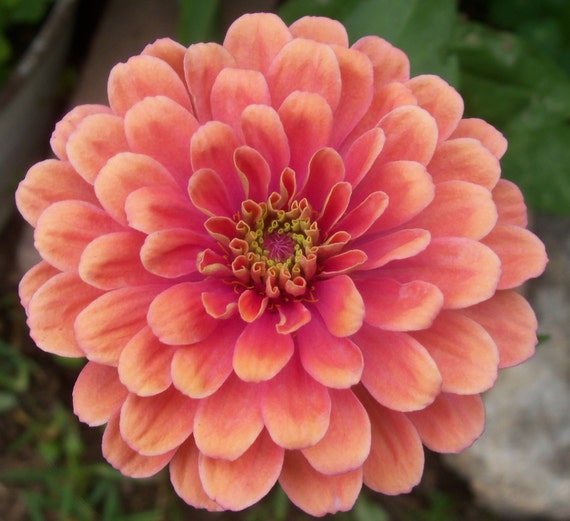 75 Peach Zinnia Seeds Salmon Queen Heirloom Zinnia