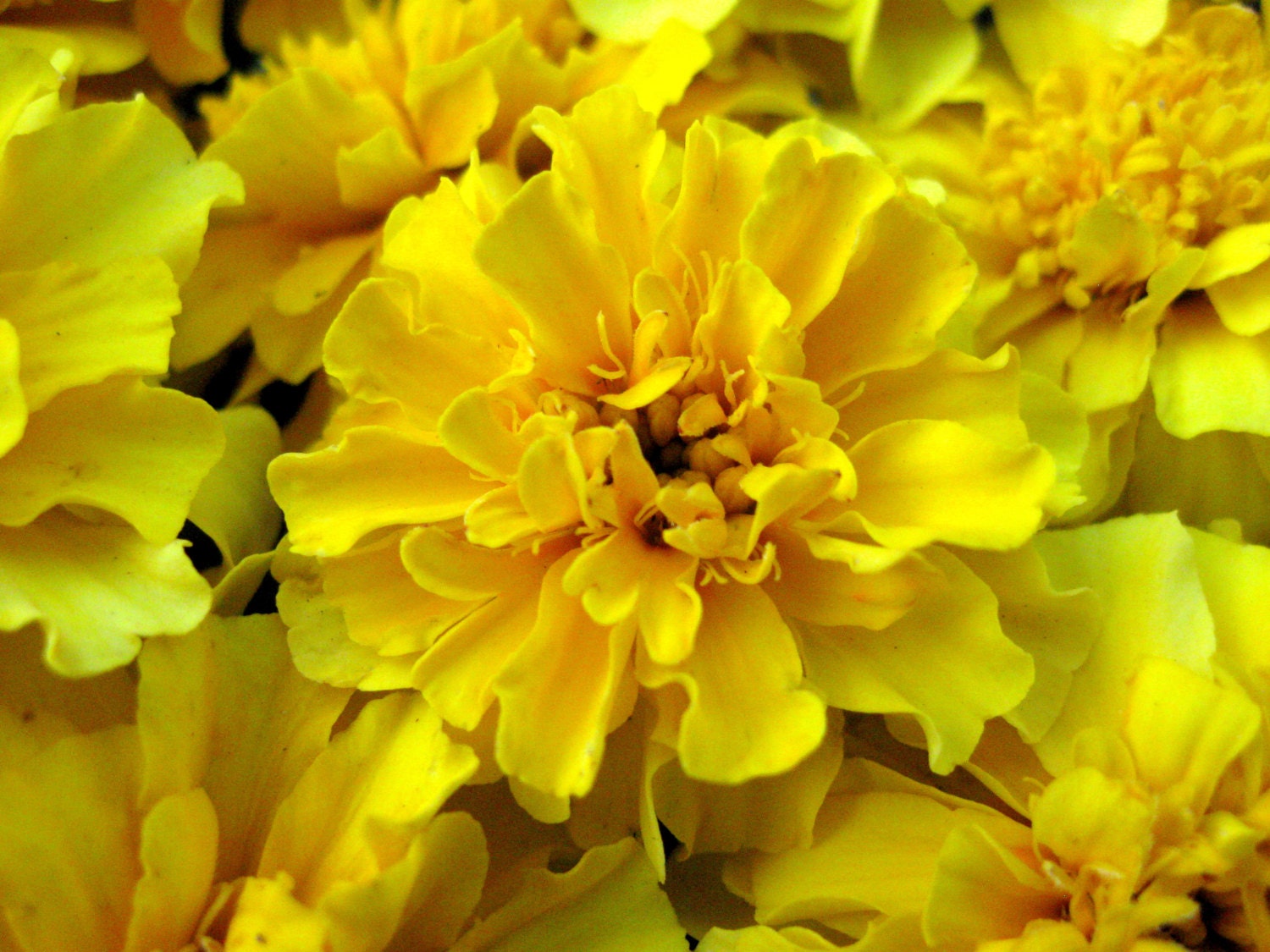 100 Heirloom Marigold Seeds Yellow BonBon Yellow