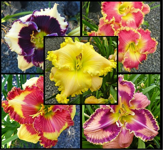 Day lily Seeds , Night Whispers Mix, re-blooming throughout the season. The abundance of blooms and color !