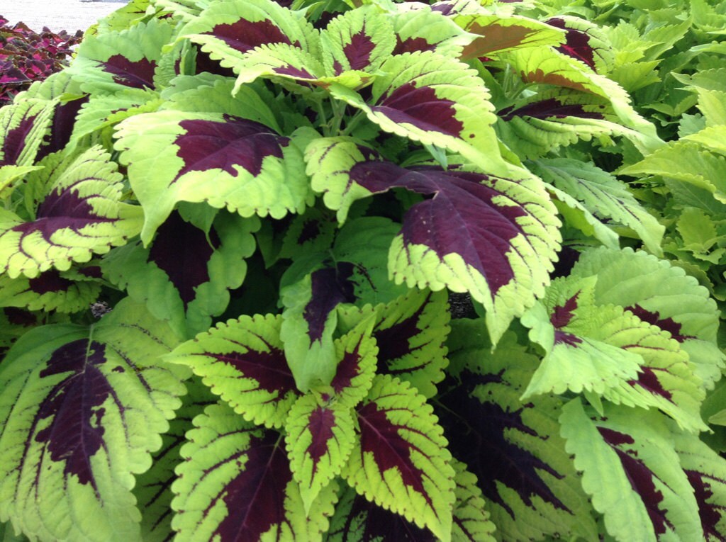 Coleus Seeds&rsquo;&lsquo;Kong Lime Sprite&rsquo; coleus .Great by CaribbeanGarden