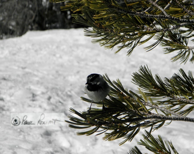 SQUARE Coasters; 4-piece set by Pam's Fab Photos featuring the Nevada Mountain CHICKADEE; Housewarming Gift Idea