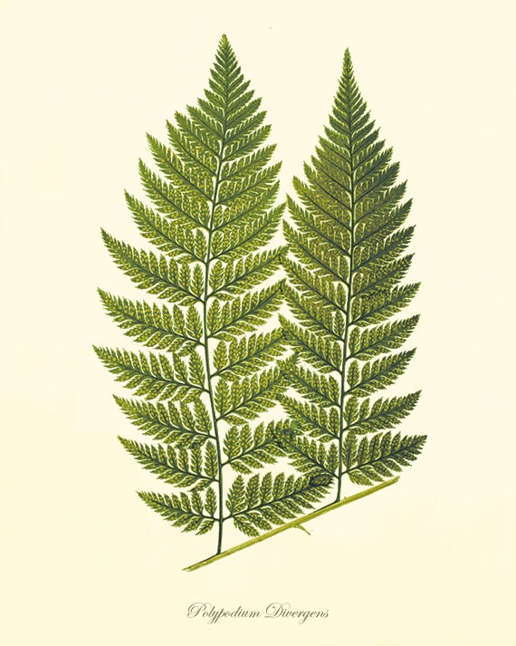 Antique Fern art print Vintage Botanical Art Prints Home Decor