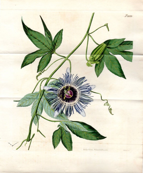 1819 Beautiful Double Page Palmate Passion Flower Curtis