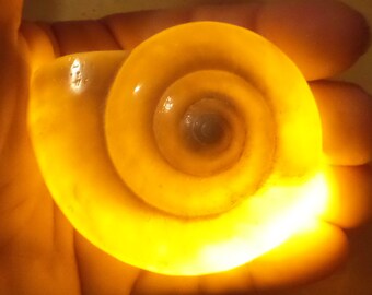 Beautiful amber Ursula light up shell necklace - Ariel Little mermaid voice stealing necklace, Shell necklace ursula/ariel inspired