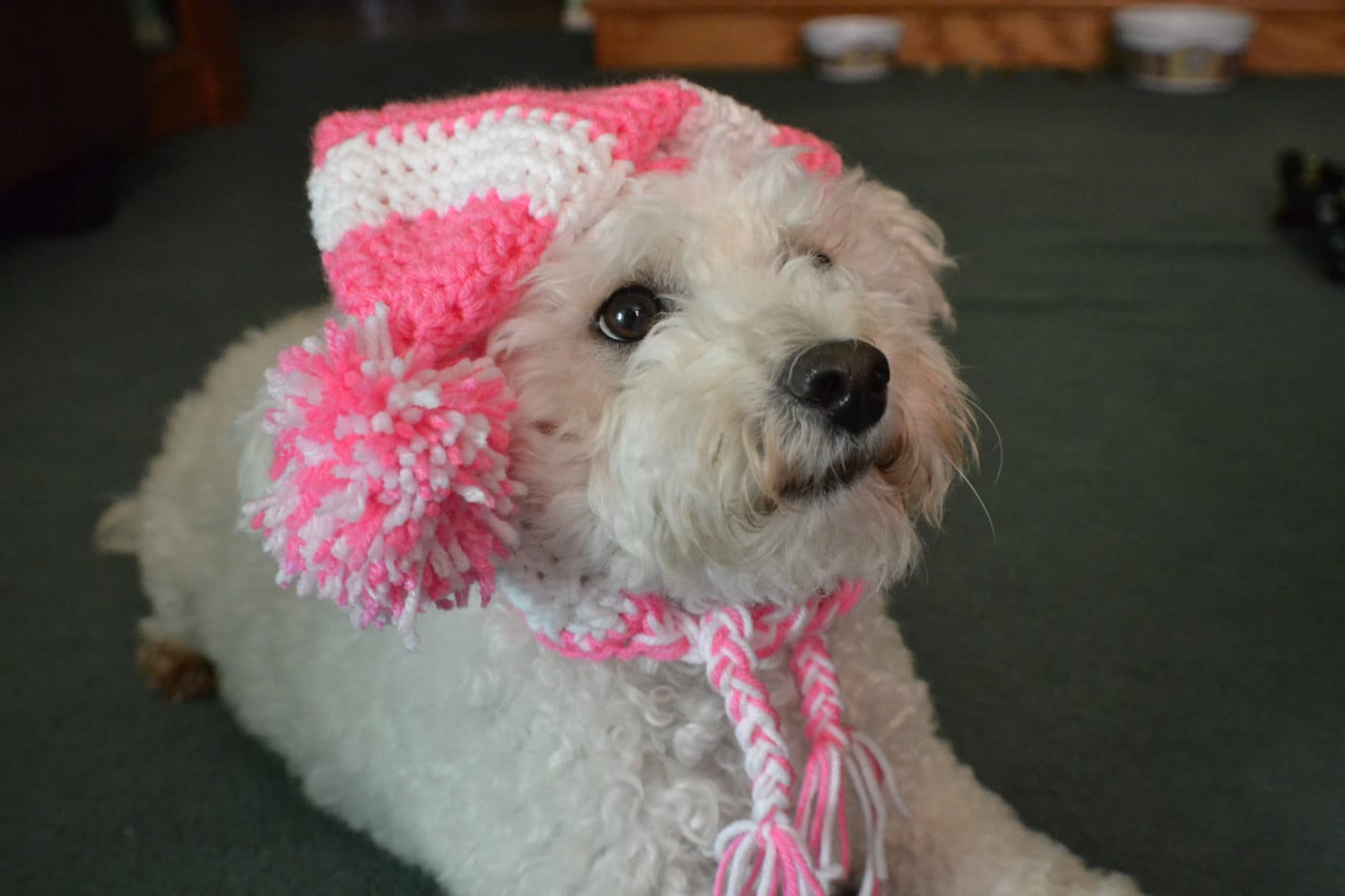 Crochet Dog Hat with Ear Holes/ Crochet hat for Dog