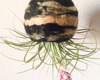 Hand Felted Hanging Terrarium with Tillandsia Air Plant (Natural Eco Friendly)