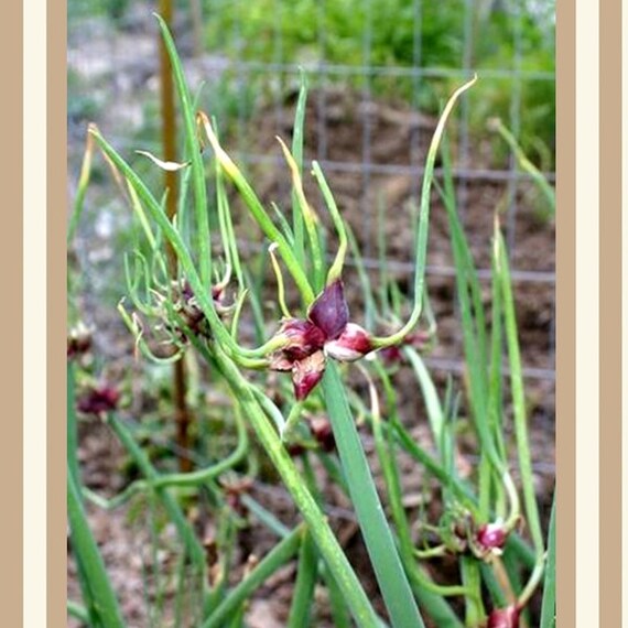 EGYPTIAN WALKING ONION Edible & Ornamental Allium by VikkiVines