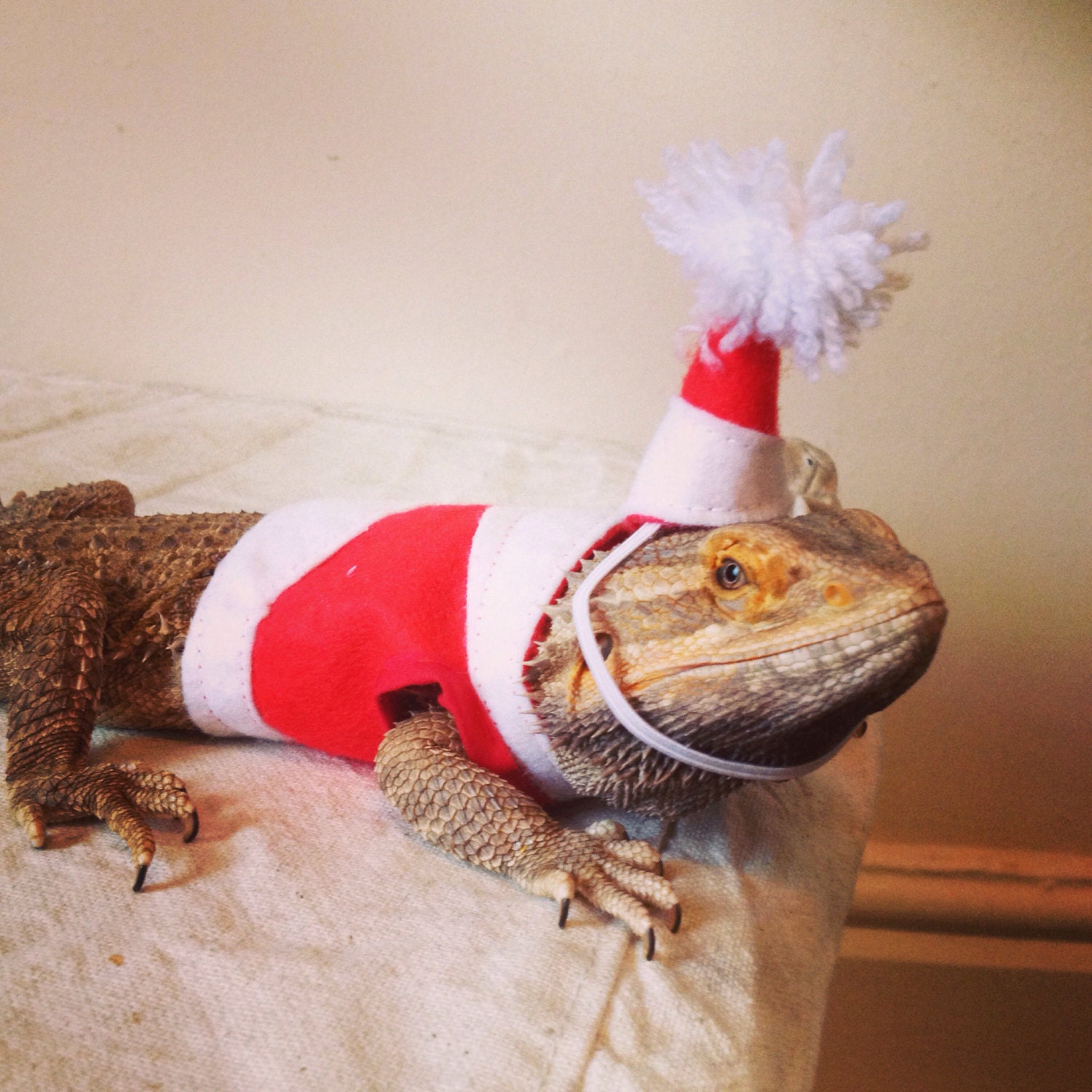 bearded dragon clothes costume something request order