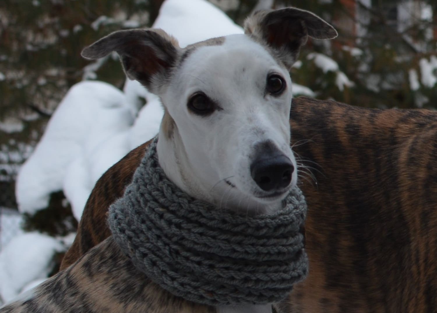 Whippet Clothing Whippet Cowl Grey Dog Cowl Dog Snood Dog