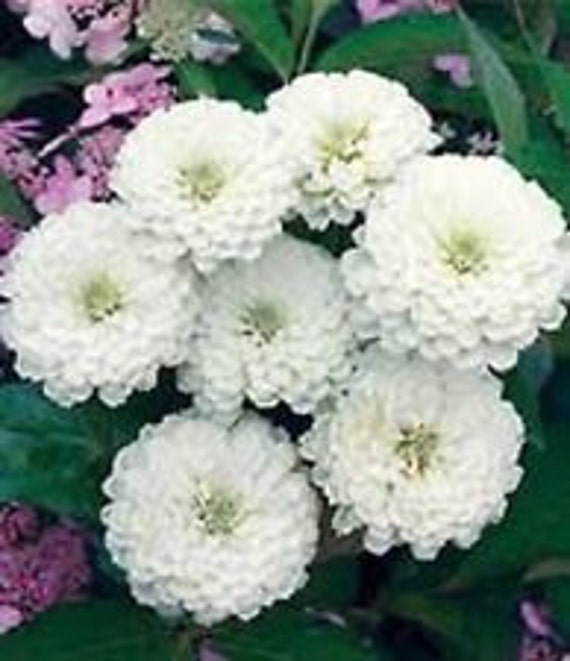 Zinnia Oklahoma White Flower Seeds / Annual 30