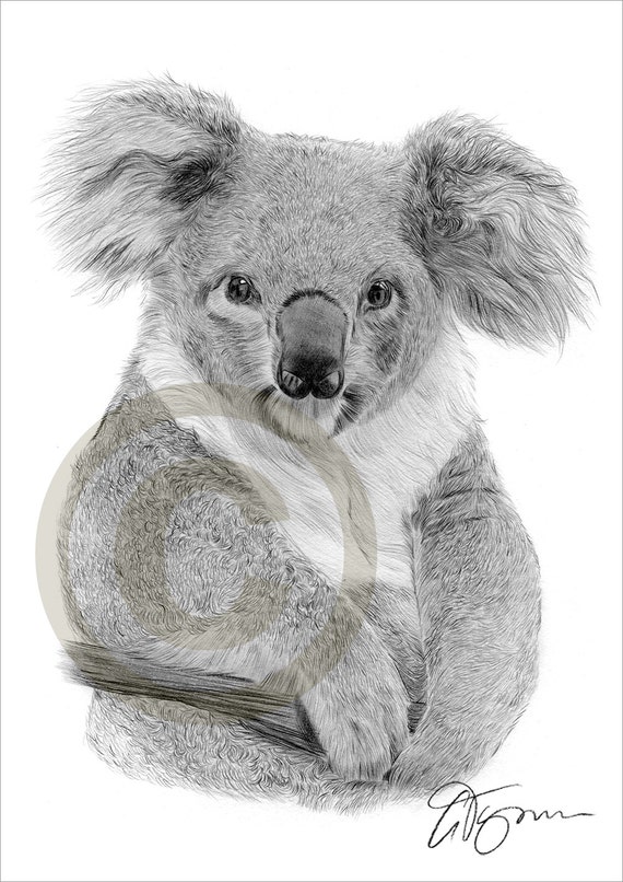 taille crayon koala
