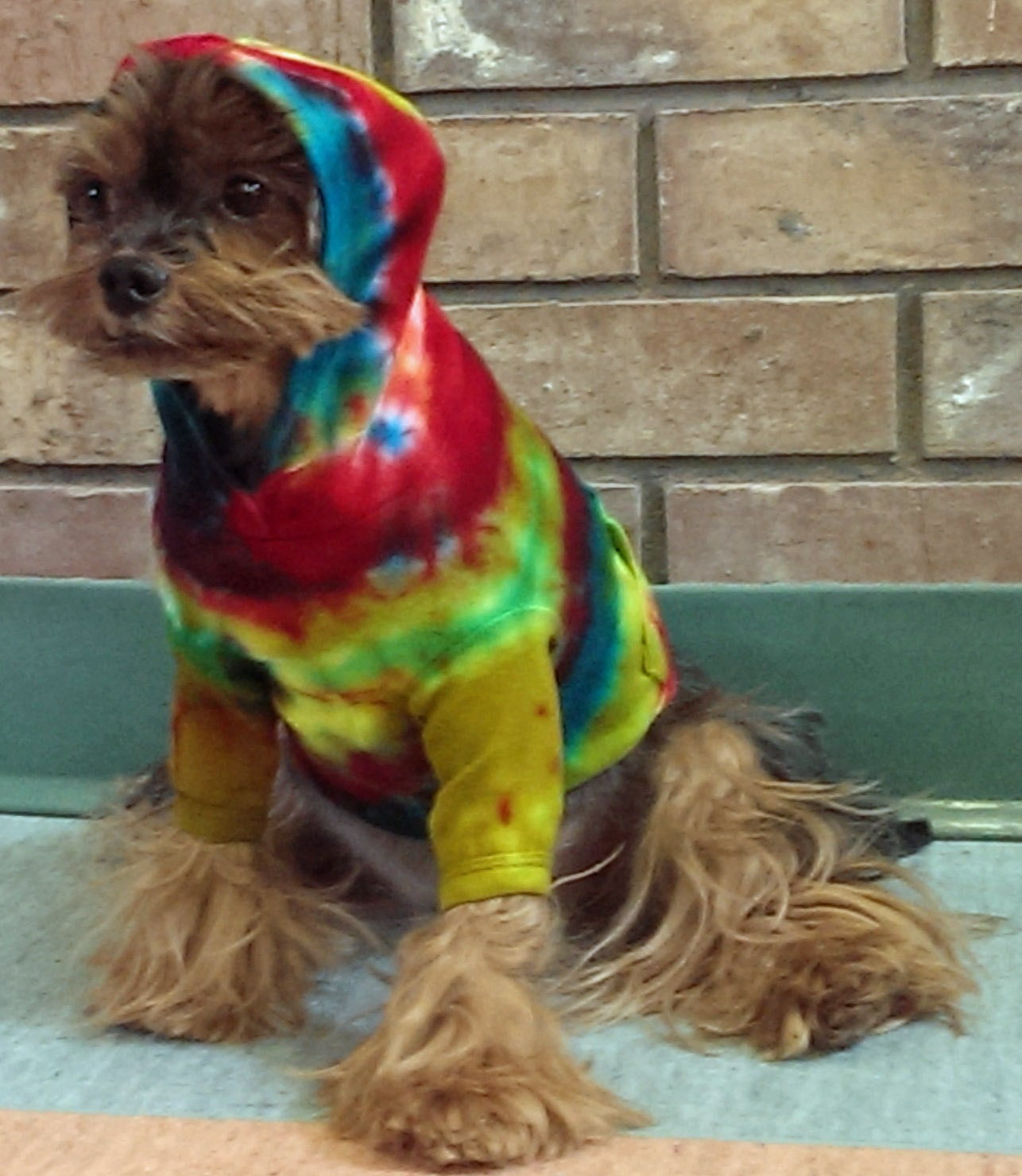 tie dye puppy shirt