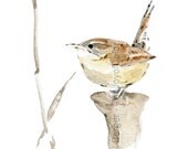 Carolina Wren No. 2, art print  of  watercolor painting, bird art, wren, Bird lover,south Carolina state bird, nursery decor