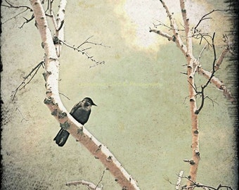 Crow, Bird Photography, Birch Trees, Birds, Square Fine Art Print, Outdoors, Sky, Clouds, Nature Wall Art, Home Decor