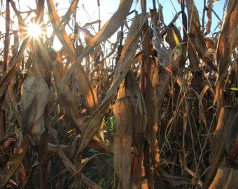Autumn Corn Stalks