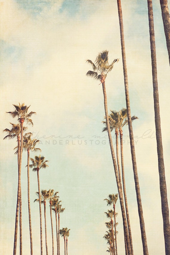 l a palms photographic print palm tree los angeles l a palms photographic print palm tree los angeles
