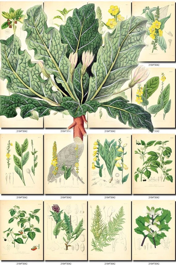 LEAVES GRASS-64 Collection of 220 vintage images vegetable botanical High resolution digital download printable herbarium flowers ferns herb