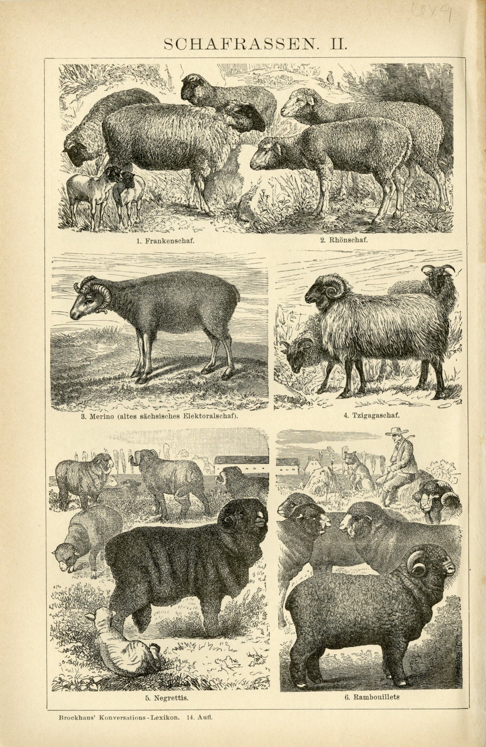 Antique Sheep Print Goat Ram C. 1900 Antique Engraving Farm