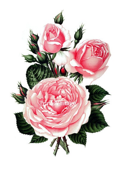 Pink Roses Printable Image Instant Download by PrintsVintage
