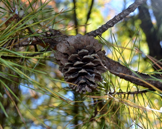 North Carolina Mountain Pine Cone in the Fall