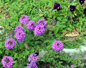 Nature Art Photograph; Fine Art Visual Print, 8" x 10"; Floral Art Photo Print; Fine Arts Photo; Nature Art; Purple Blooms; Purple Flowers Nature Art Photograph; Fine Art Visual Print, 8" x 10"; Floral Art Photo Print; Fine Arts Photo; Nature Art; Purple Blooms; Purple Flowers