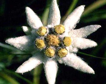 Leontopodium Alpinum - 200 Seeds - Eidelweiss