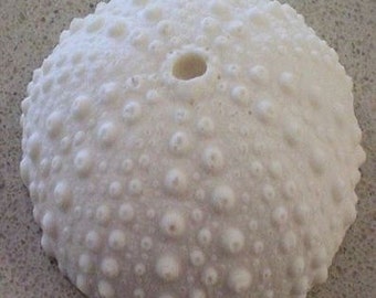 Sea Urchin Large Silicone Mold By Sugar Delites MOL026