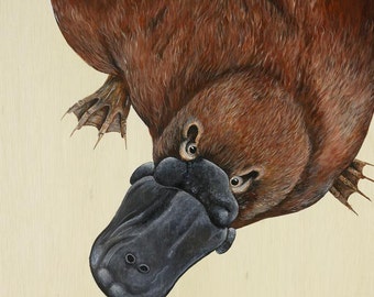 platypus art print platypus limited edition giclee australian animal print kids room art - Platypus Pictures To Print platypus art print platypus limited edition giclee australian animal print kids room art - Platypus Pictures To Print