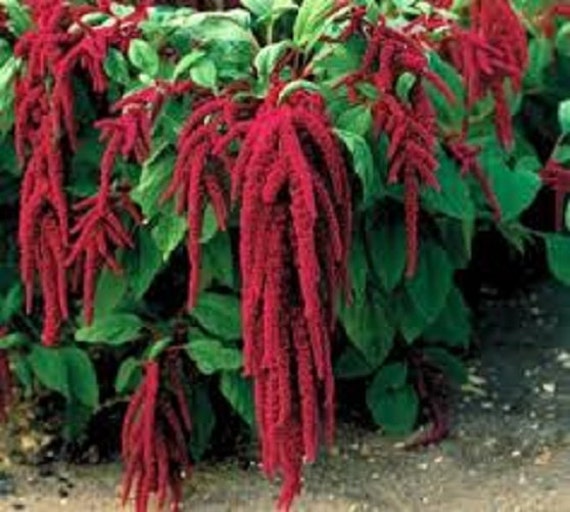 amaranthus-love-lies-bleeding-edible-annual-fresh-2017-seeds