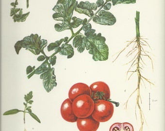 Tomato - Vintage Botanical Prints Of Various Plants