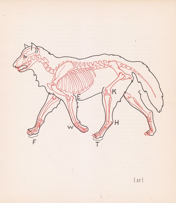 Vintage Wolf Anatomy Print Skeleton Illustration Book Plate