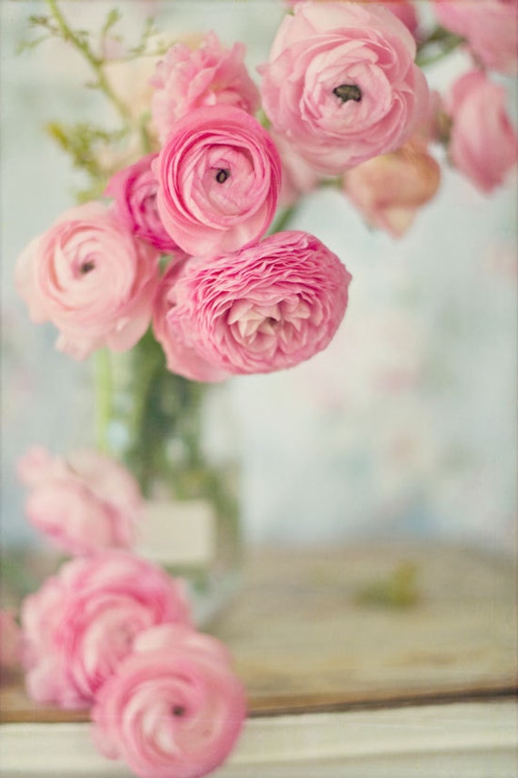 Baby Pink Ranunculus Computer Background Pink Ranunculus Wallpaper Blush Pink Ranunculus Wallpaper By Andreka