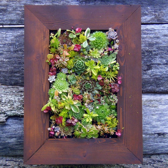 Succulent Living Wall Kit 16 by 12 36 rossettes por SucculentJungle