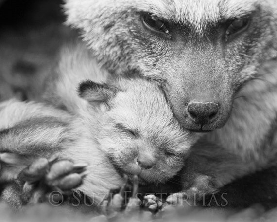  BABY  FOX  SNUGGLE Photo Black  and White Print Mom and Baby 