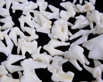 Multipack 3/8"-1" Coyote teeth molars real bone taxidermy tooth