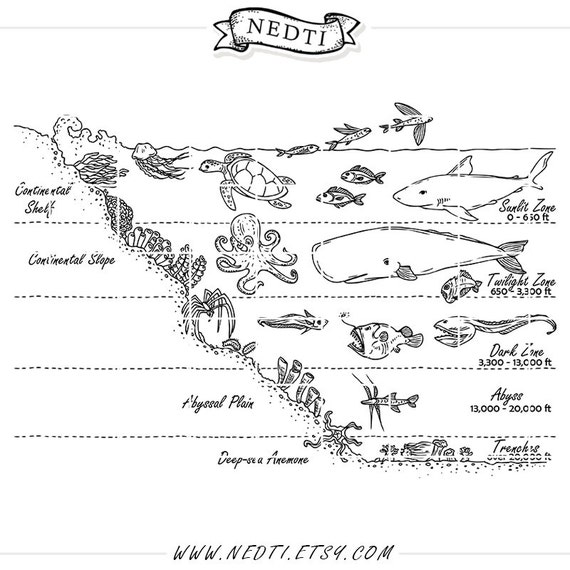 Oceanic Zones Educational Clipart Earth Science Hand Drawn