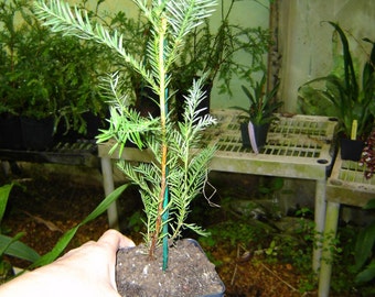 Fast growing California redwood tree sapling in 4 inch pot