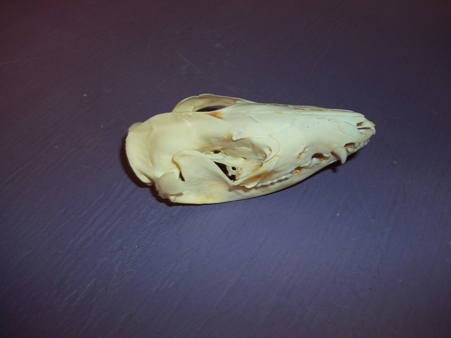 real Opossum skull bone head teeth jaw animal by weirdandwild