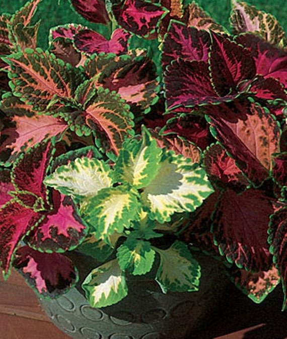 coleus rainbow mix solenostemon scutellarioides wide selection coleus rainbow mix solenostemon scutellarioides wide selection