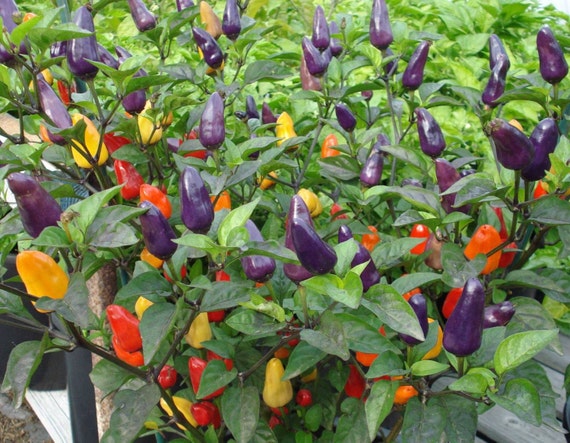 Chinese FIVE COLOR PEPPER ornamental and edible Beautiful