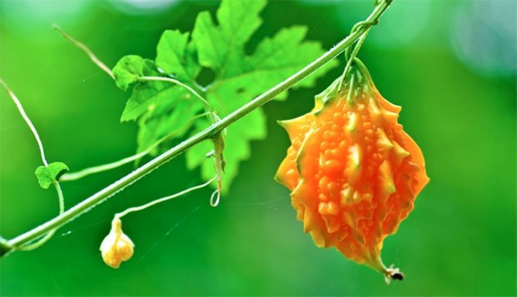 BIG SALE JAMAICAN Cerasee SeedsBitter MelonMomordica