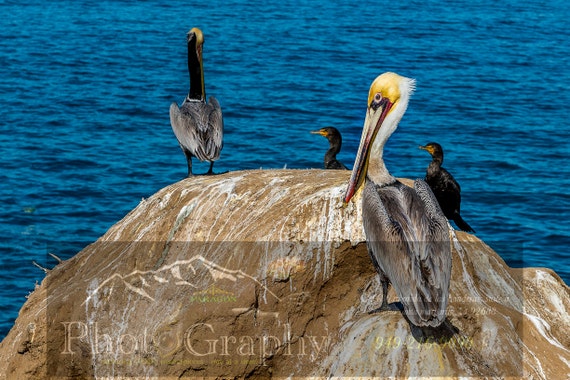 , La Jolla, Wildlife Photography, Wildlife Art, Nature Photography ...