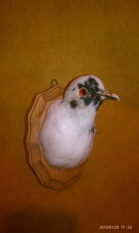 rock dovepigeon head mount