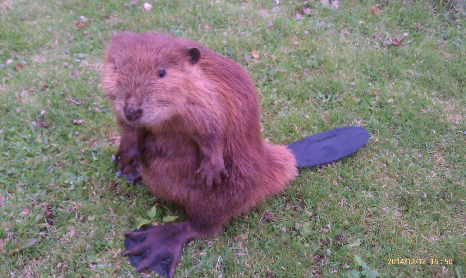 full body beaver mount