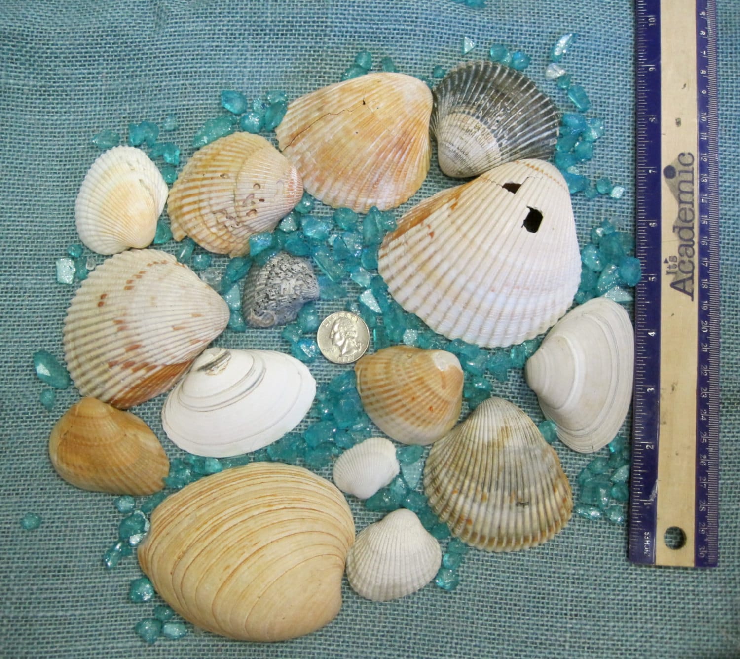 North Carolina Hand Gathered Sea Shells assorted sizes