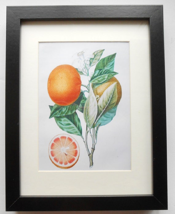 225 Print with frame Orange Botanical print Botanical