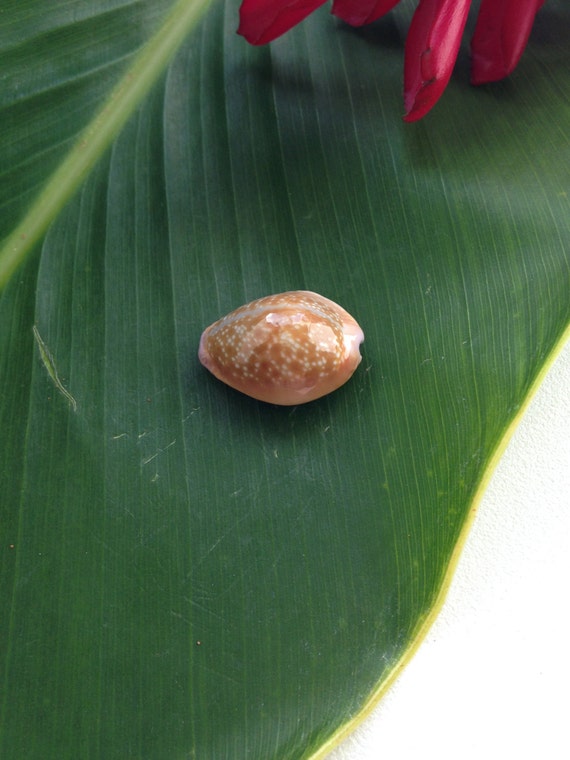 Items similar to Hawaii Sea Shells Kauai Specimen Red Cowrie Gem of the