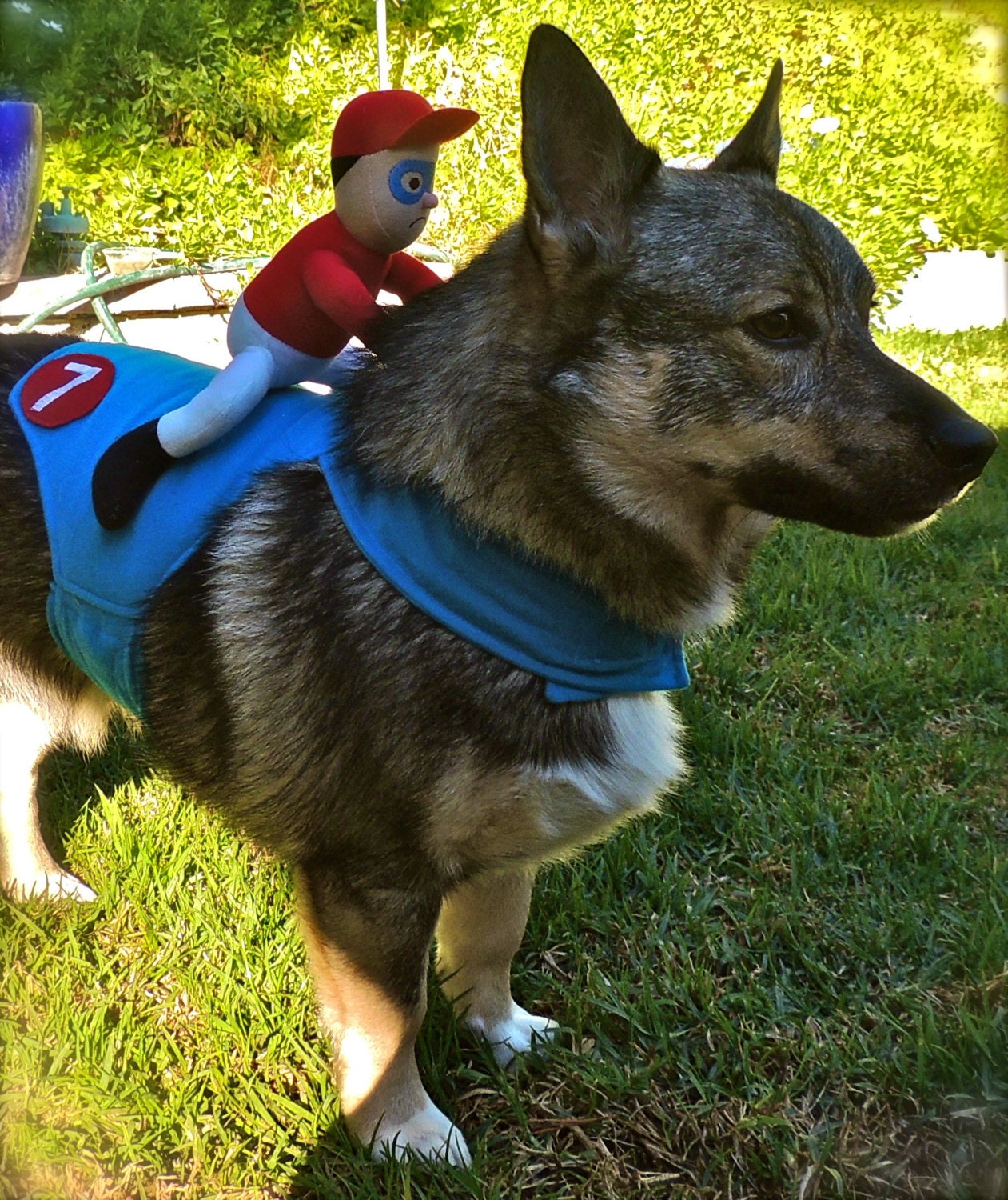 Super Cute Dog Costume. Unhappy Horse Jockey with blue and red